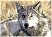 A wolf lying in long grass