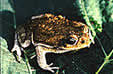 Cane Toad