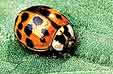 Hrlequin Ladybird