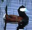 Ruddy Duck