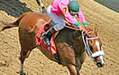 A race horse and jockey sprint for the finish line