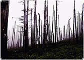 Looking upwards through a forest of tress stripped bare, dark and dead.