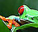 Tree frog